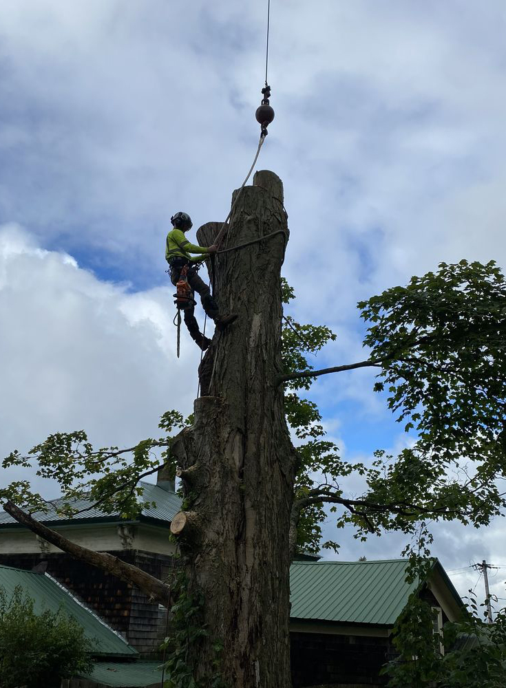 Climbing arborist rigging the top of a large dead tree during a controlled residential removal