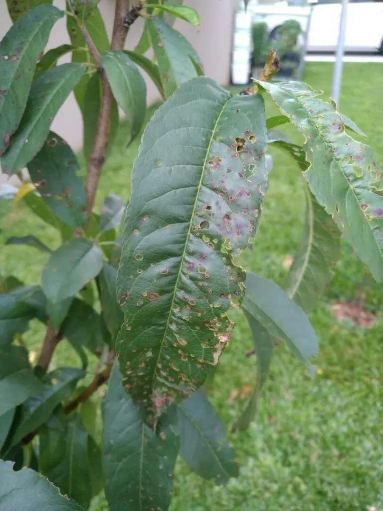 Close-up of tree leaves showing shot-hole and leaf-spot pest damage