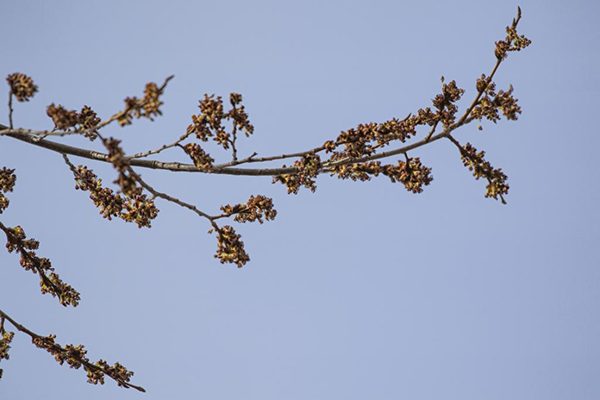 accolade elm gree branch
