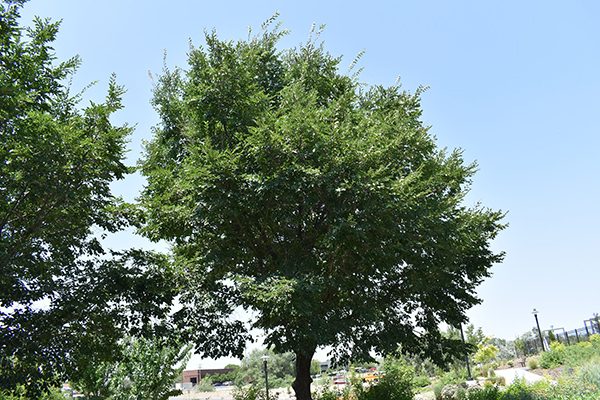 accolade elm tree