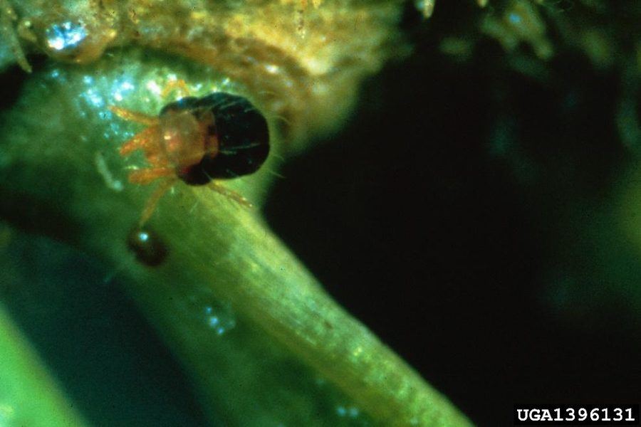Alberta Spruce — Spruce Spider Mites