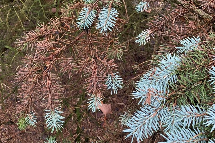 Alberta Spruce — Spruce Spider Mites