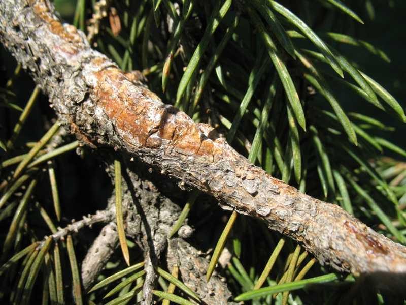 Alberta Spruce — Rhizosphaera Needle Cast