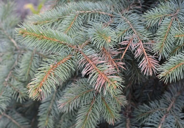 Alberta Spruce — Cytospora Canker / Stress Dieback
