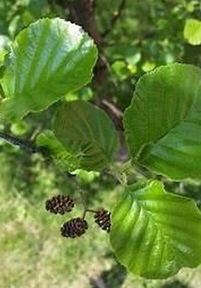 Alder in a Colorado landscape
