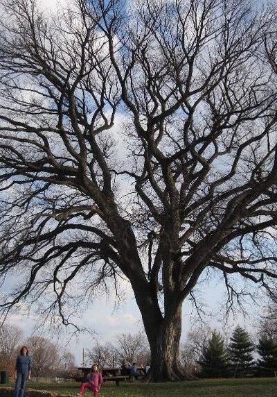 American Elm in a Colorado landscape