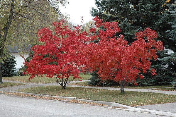 amur ginnala flame maple tree