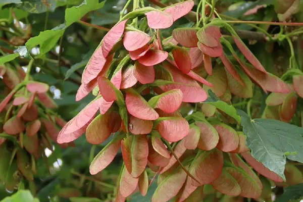 amur ginnala flame maple tree branches