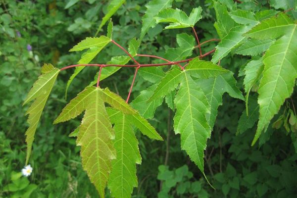 amur ginnala flame maple tree leaves