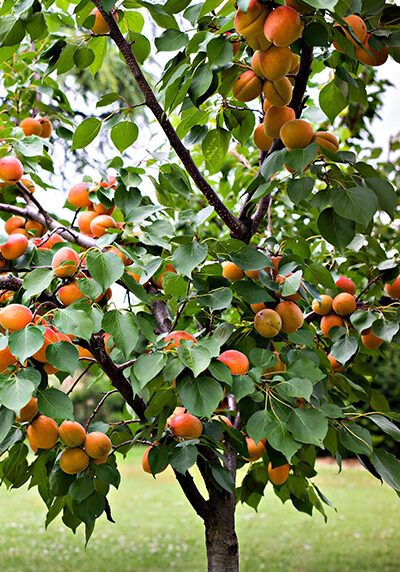 Apricot Tree in a Colorado landscape