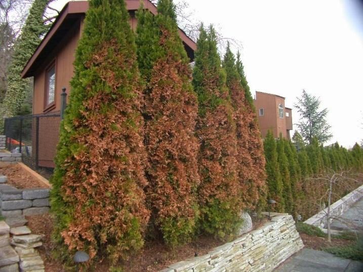 Arborvitae — Winter Burn / Desiccation (MOST COMMON IN COLORADO)