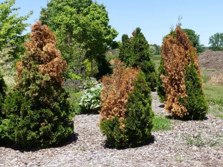 Arborvitae — Winter Burn / Desiccation (MOST COMMON IN COLORADO)