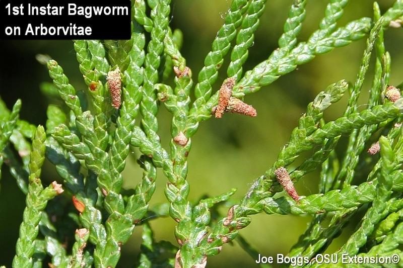 Arborvitae — Spider Mites