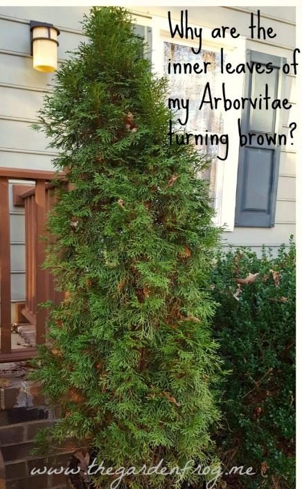 Arborvitae — Bagworms (Uncommon but Serious)