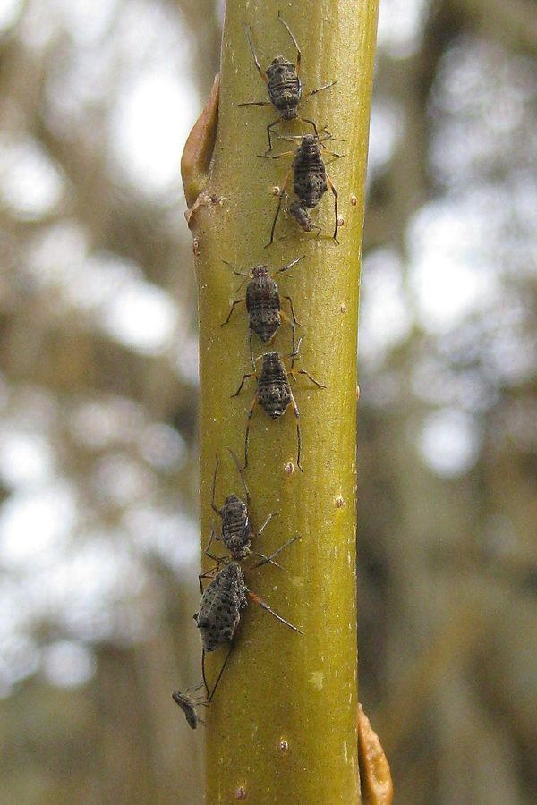 Arctic Willow — Aphids