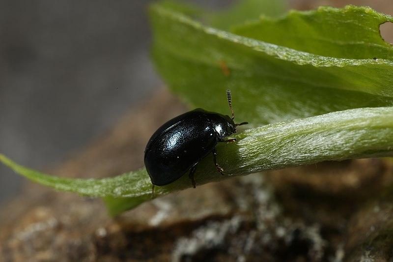 Arctic Willow — Aphids