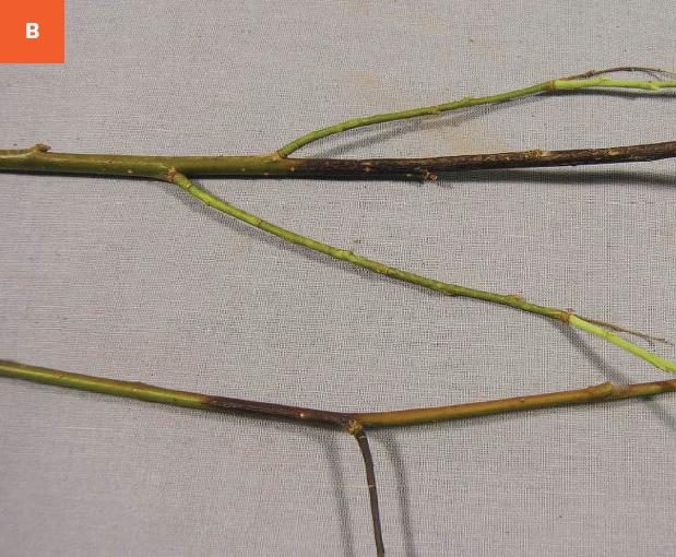 Arctic Willow — Leaf Spot / Foliar Blight (often bacterial or fungal)