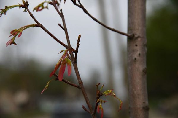 armstrong maple tree branch
