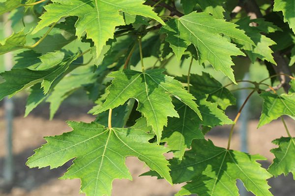 armstrong maple tree leaves