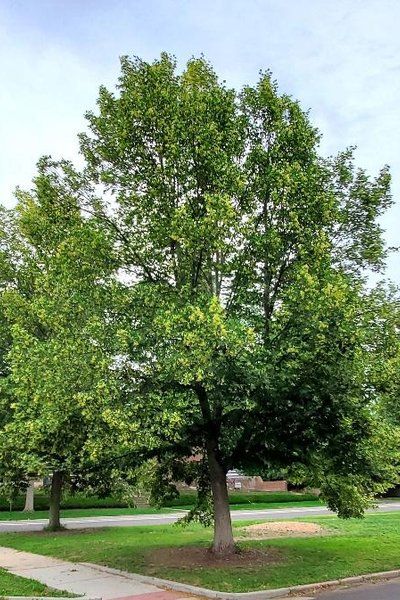 Linden foliage, a common host for aphid populations in Colorado.
