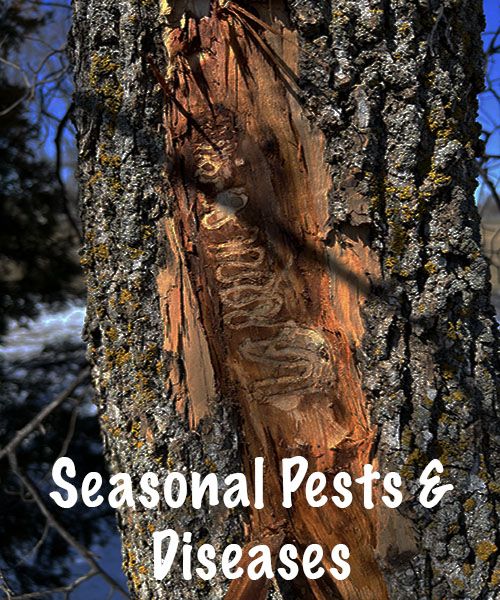 Seasonal insect activity on tree foliage along the Front Range.