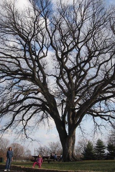 Mature American elm canopy along a Colorado street.