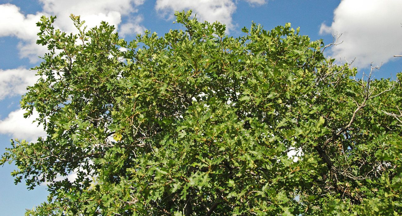 Colorado deciduous trees showing stress during a dry summer.