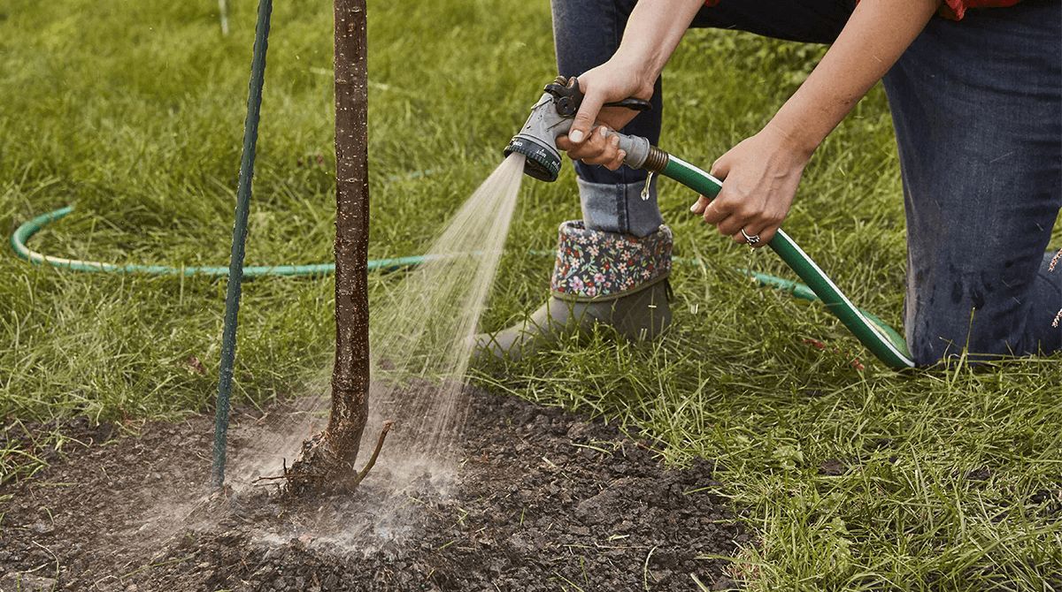 Watering a newly planted tree at the base of its root ball.