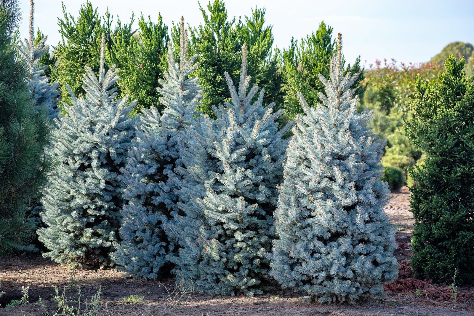 Colorado spruce foliage showing needle discoloration and thinning.