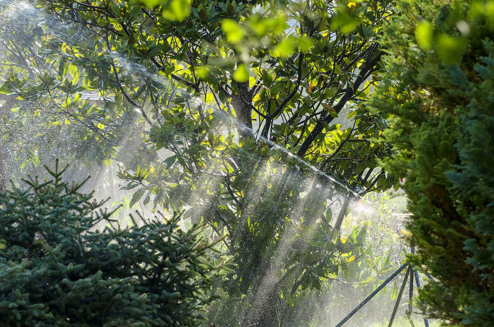 Water soaking into the soil at the drip line of an established tree.