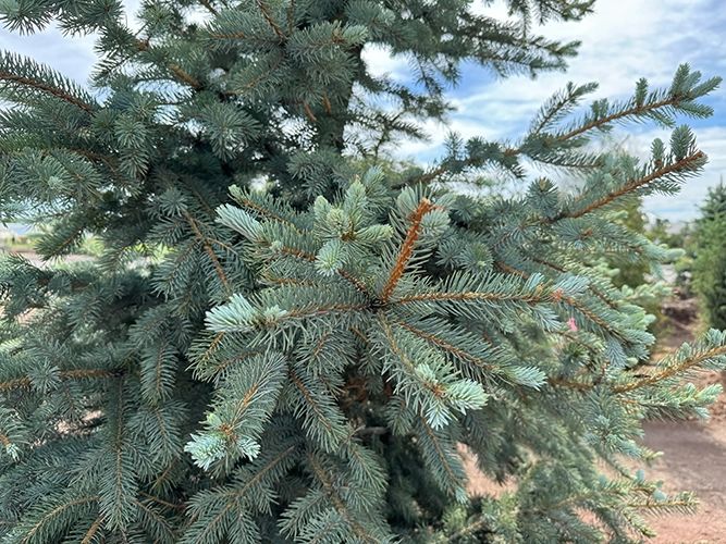 Great Western crew planting a new tree in the Denver metro area.