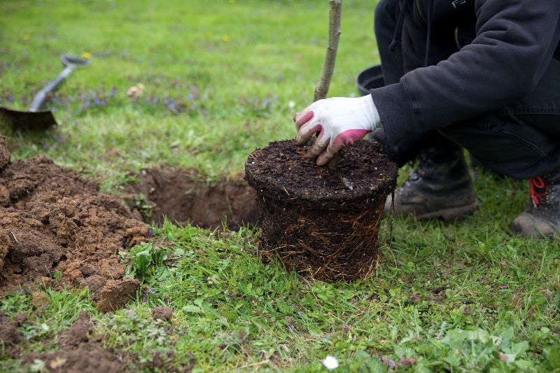 Compacted, disturbed construction soil surrounding a young tree.