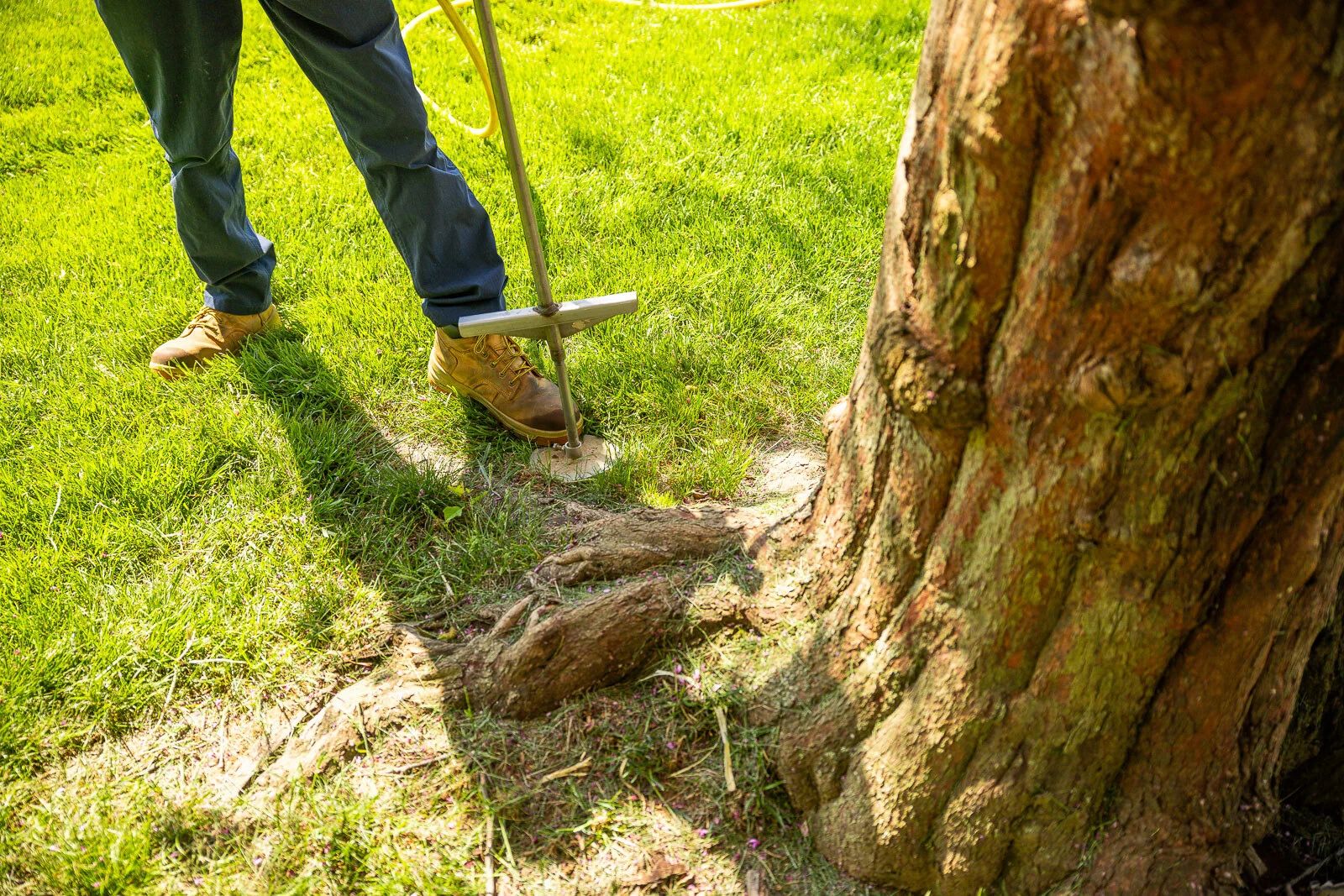 Deep-root soil injection delivering nutrients beneath a Colorado tree.