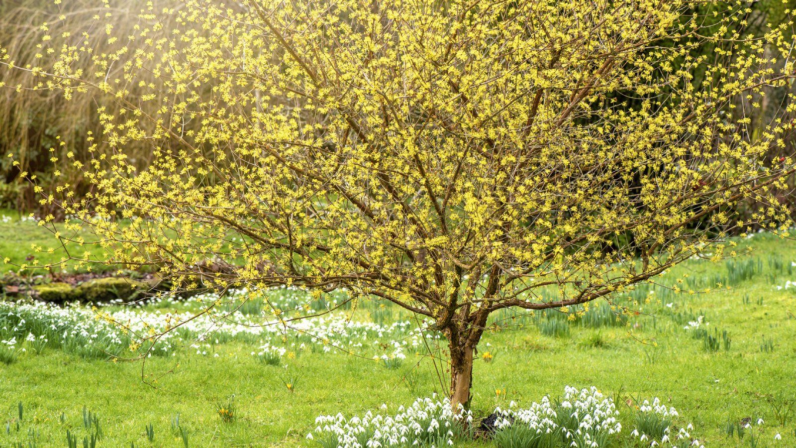 Flowering ornamental tree in full spring bloom in a Colorado yard.