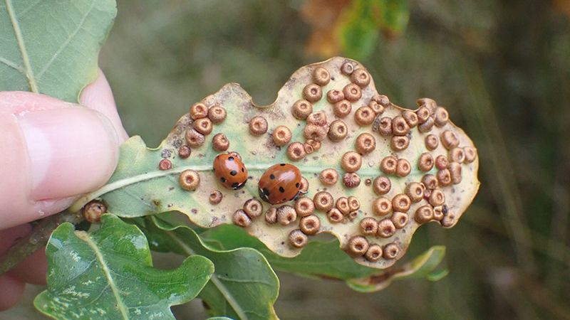 Oak leaf covered in round insect galls, held in an arborist's hand.