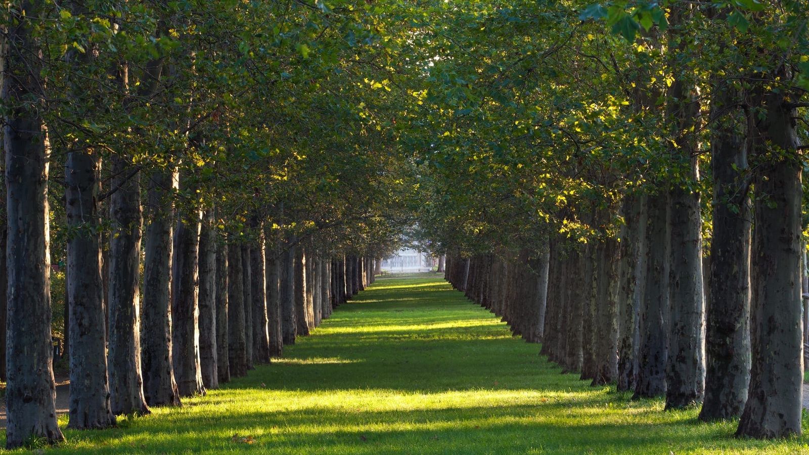 Large shade trees established in a Colorado residential landscape.