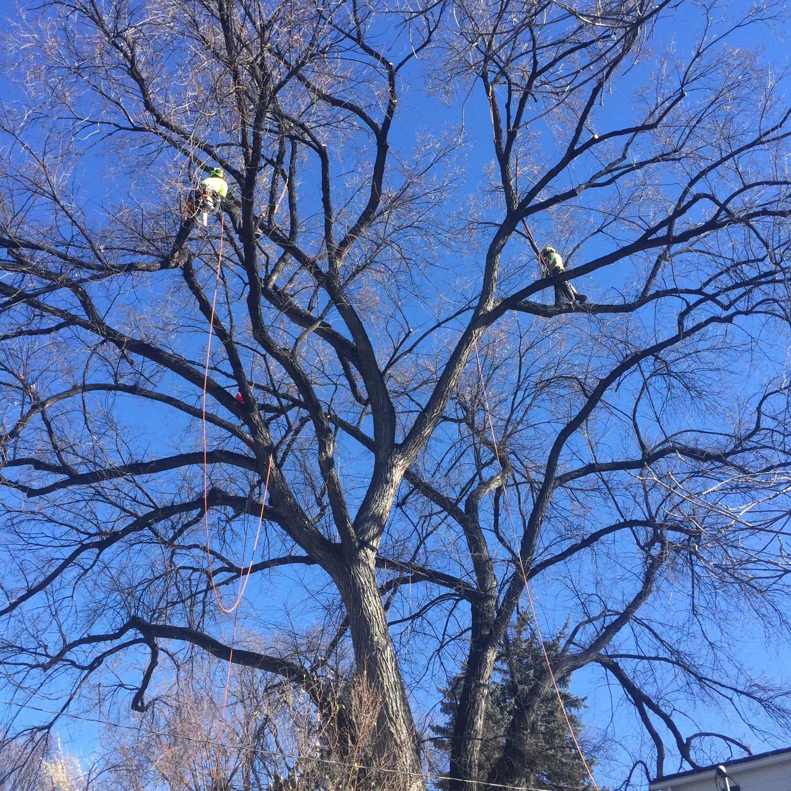 Great Western arborist pruning a mature tree canopy.