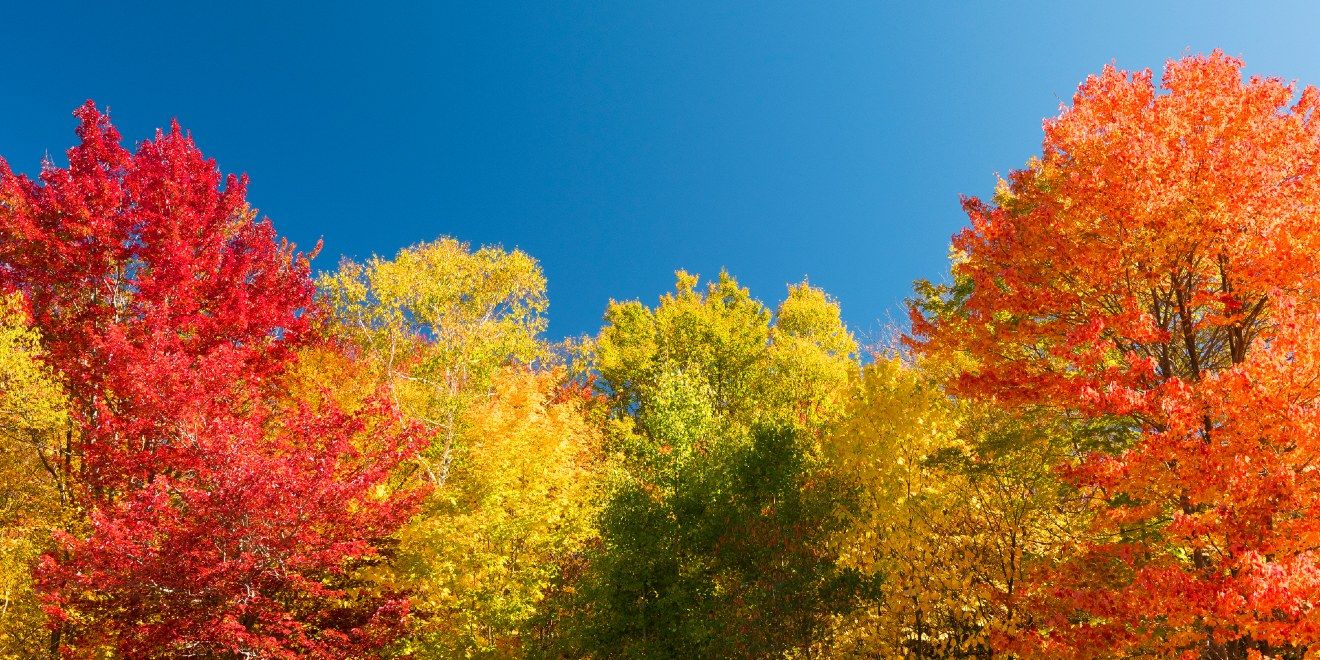 Mature trees in full fall color on a Colorado property.