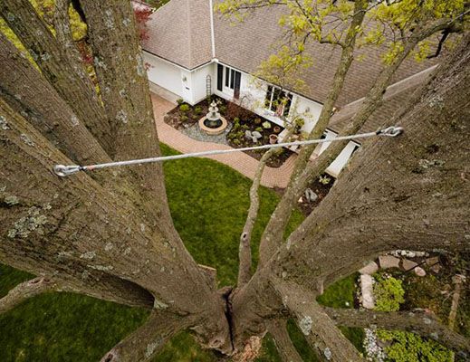 Cabling hardware installed to support a co-dominant union in a mature tree.