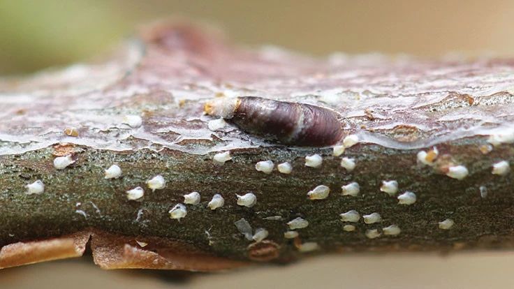 Scale insects clustered along a woody stem.