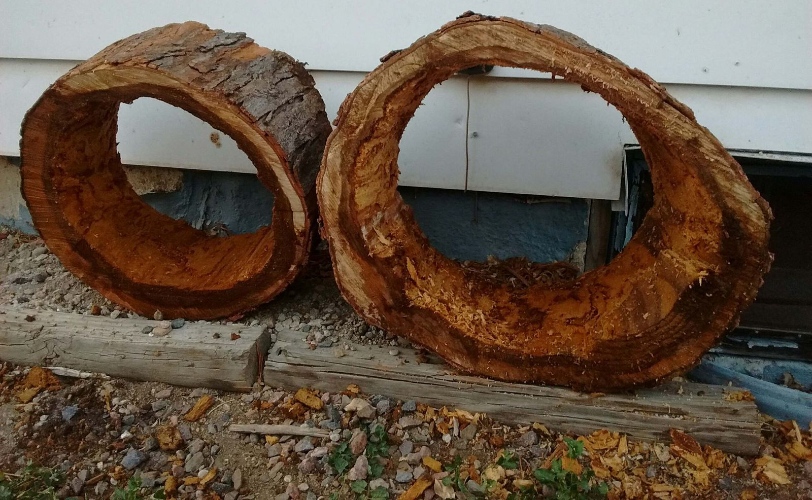 Arborist performing a risk assessment on a large structurally compromised tree.