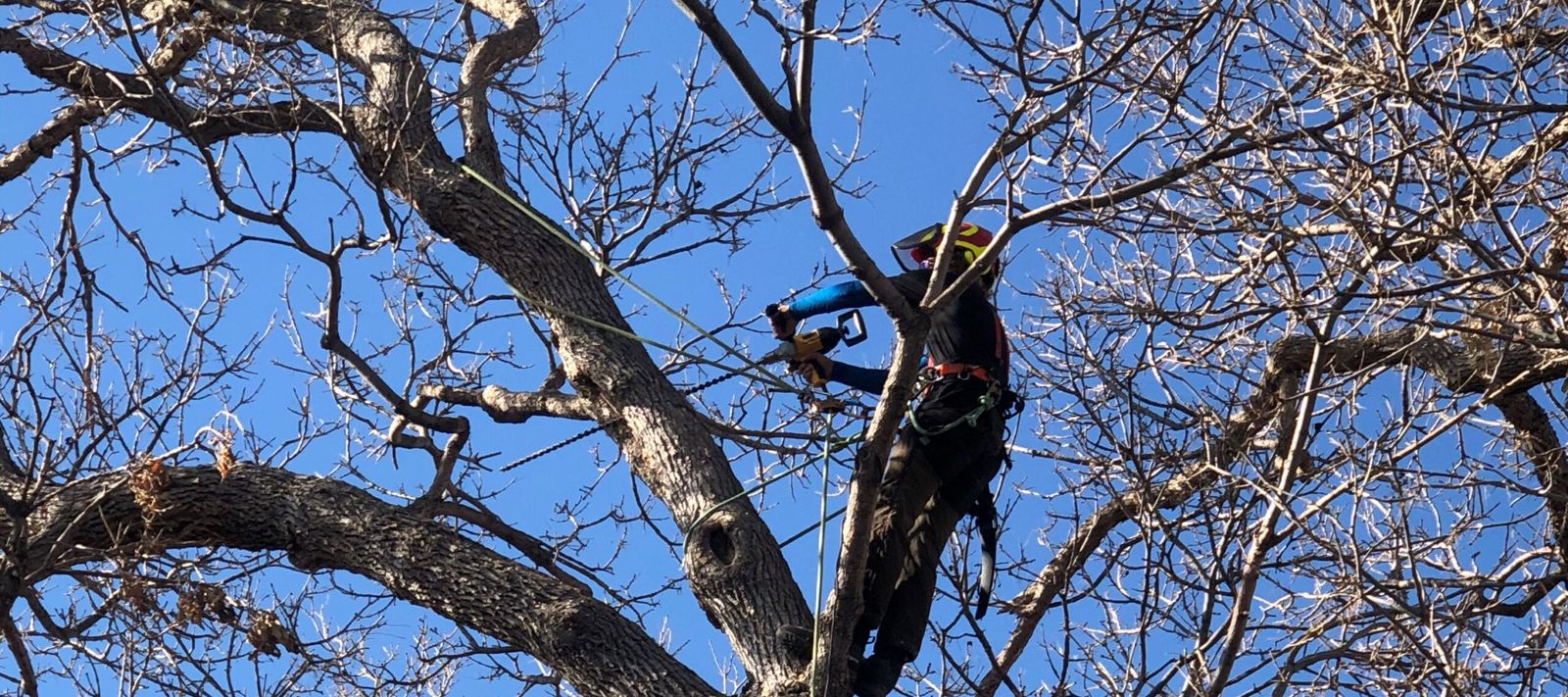 Arborist making a proper reduction cut instead of topping a tree.