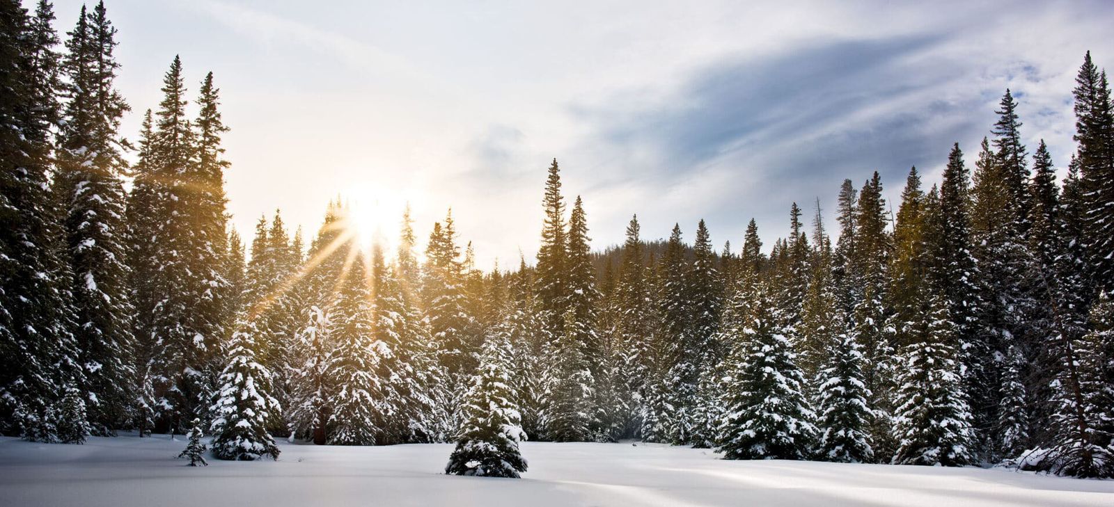 Snow-covered evergreens at sunrise during a dry Colorado winter.