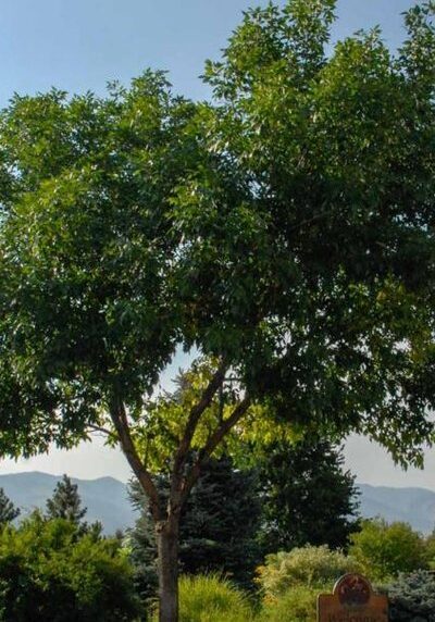 Ash in a Colorado landscape