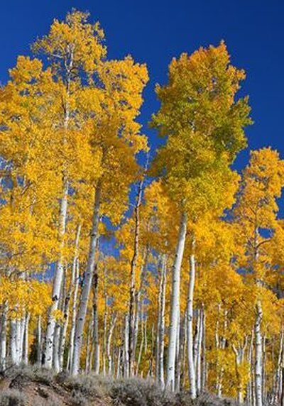 Aspen in a Colorado landscape