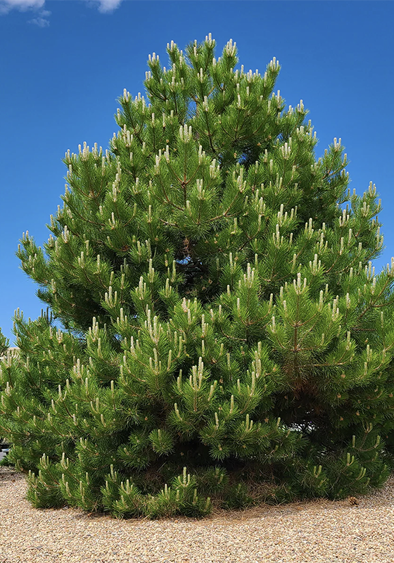 Austrian Pine in a Colorado landscape