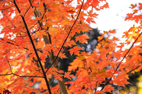 autumn blaze maple tree branch