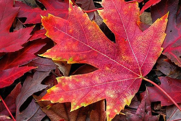 autumn blaze maple tree leaves