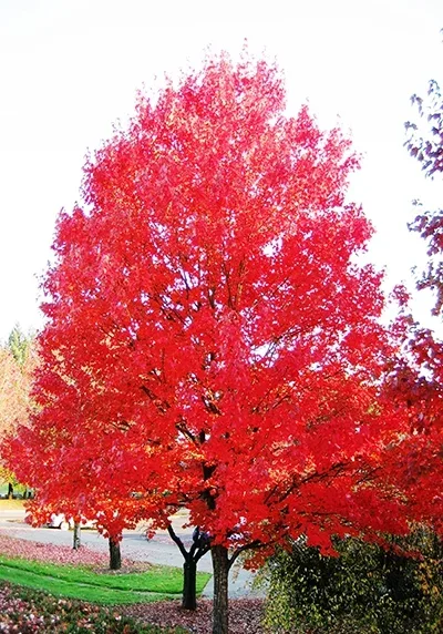 Autumn Blaze Tree in a Colorado landscape