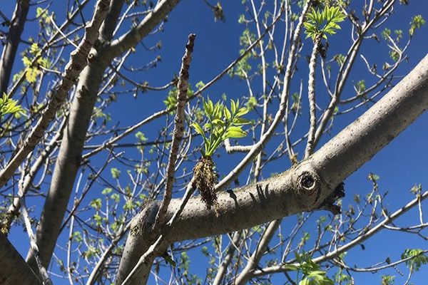 autumn purple ash branch